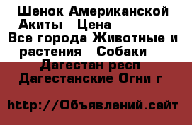 Шенок Американской Акиты › Цена ­ 35 000 - Все города Животные и растения » Собаки   . Дагестан респ.,Дагестанские Огни г.